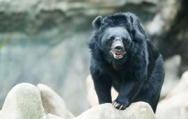 Asiatic black bear (Ursus thibetanus)