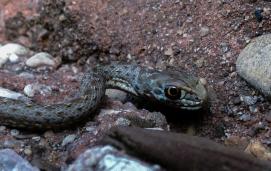 Montpellier snake (Malpolon monspessulanus)