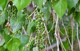 Fremont cottonwood (Populus freemontii)