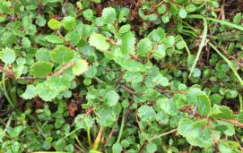 Arctic dwarf birch (Betula nana)