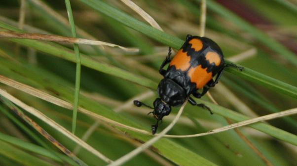Nicrophorus vespilloides