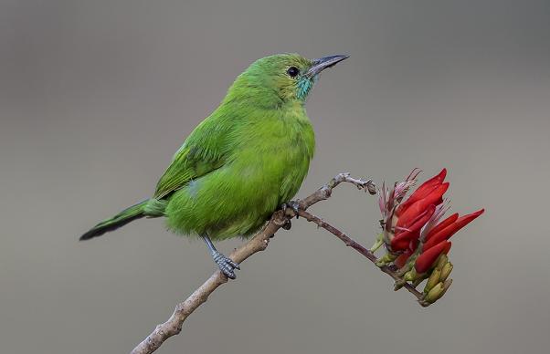 Golden-fronted Leafbird (Chloropsis aurifron). Photo by Koshy Koshy.